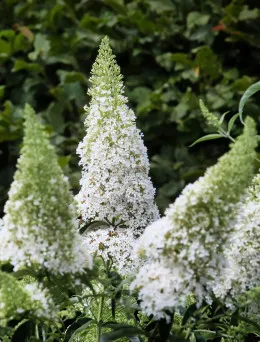 Budleja Dawida White Profusion | Sklep ogrodniczy DomiSad.p