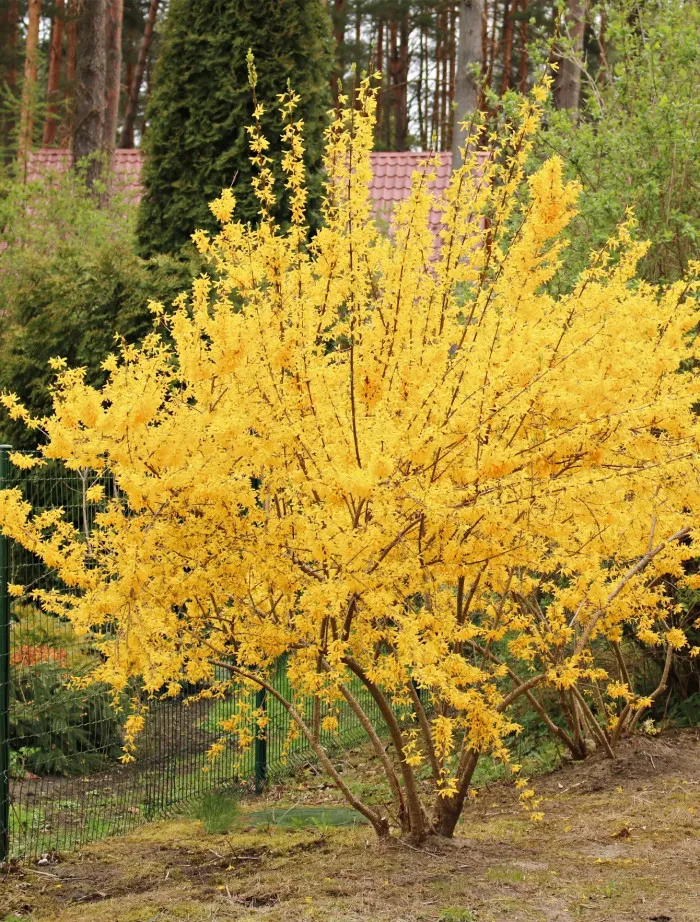 Forsycja pośrednia Lynwood | Sklep ogrodniczy DomiSad.pl