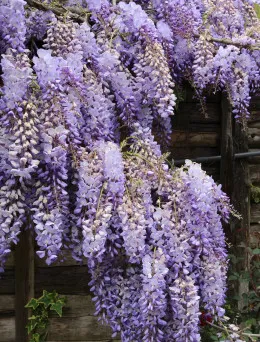 Glicynia chińska | Sklep ogrodniczy DomiSad.pl