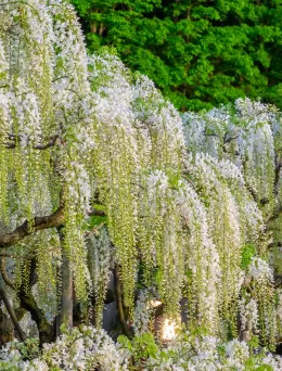 Glicynia chińska Alba | Sklep ogrodniczy DomiSad.pl