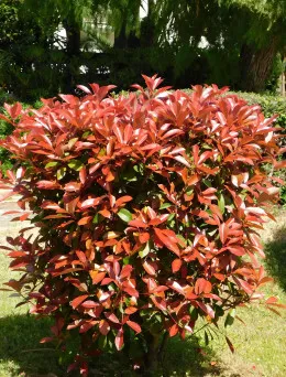 Głogownik Frasera Red Robin | Sklep ogrodniczy DomiSad.pl