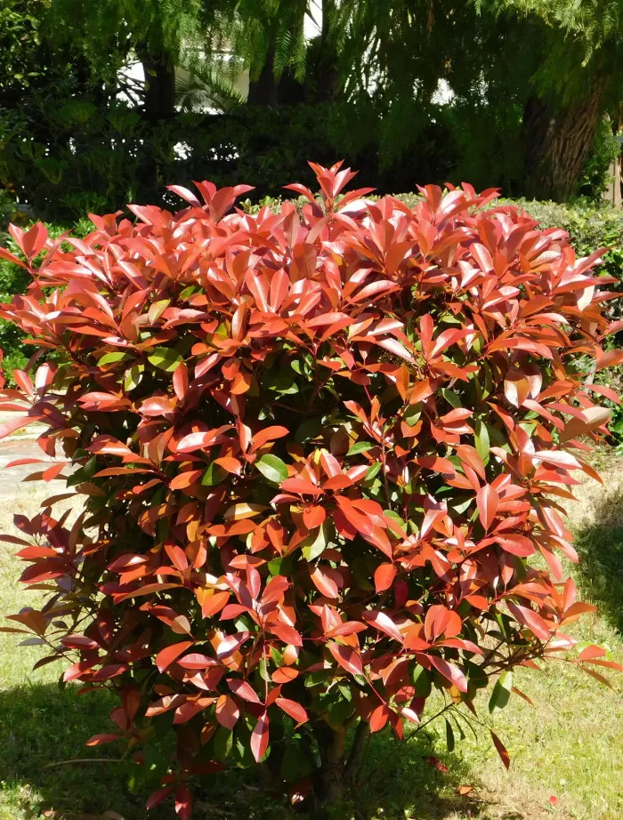 Głogownik Frasera Red Robin | Sklep ogrodniczy DomiSad.pl