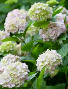 Hortensja ogrodowa Madame Emile Mouillere | DomiSad.pl