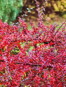 Irga szwedzka Skogholm | Sklep ogrodniczy DomiSad.pl