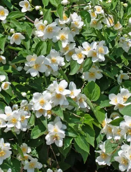 Jaśminowiec wonny Virginal | Sklep ogrodniczy DomiSad.pl