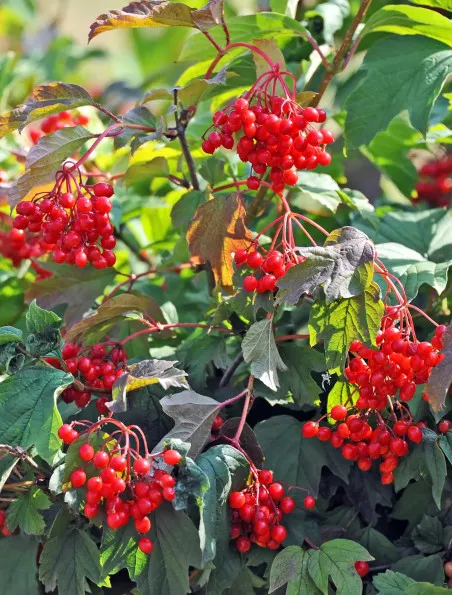 Kalina koralowa | Sklep ogrodniczy DomiSad.pl