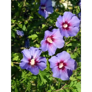 Hibiskus Blue Bird – niebieskofioletowy kwiat ketmii syryjskiej