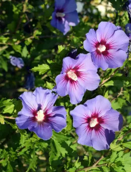 Ketmia syryjska Blue Bird | Sklep ogrodniczy DomiSad.pl