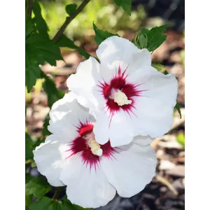 Hibiskus Red Heart - biały z czerwonym środkiem | DomiSad.pl