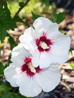 Ketmia syryjska Red Heart | Sklep ogrodniczy DomiSad.pl