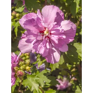 Hibiskus Sanchoyo - ketmia syryjska o dużych, pełnych purpuroworóżowych kwiatach z delikatnie pofalowanymi płatkami
