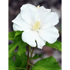 Hibiskus – ketmia syryjska William R. Smith o dużych, śnieżnobiałych kwiatach bez czerwonego środka