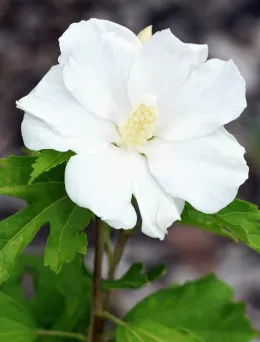 Ketmia syryjska William R. Smith | DomiSad.pl