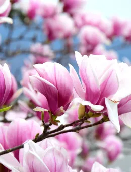 Magnolia Heaven Scent | Sklep ogrodniczy DomiSad.pl