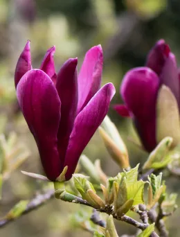 Magnolia Nigra | Sklep ogrodniczy DomiSad.pl
