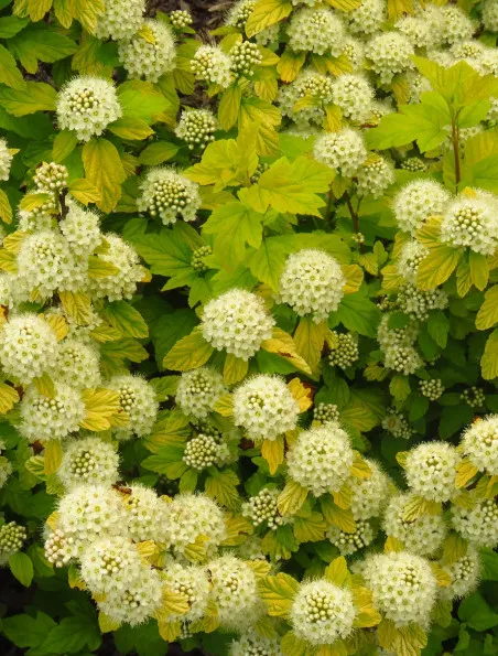 Pęcherznica kalinolistna Dart's Gold | DomiSad.pl