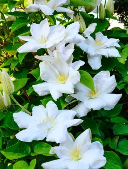 Clematis (Powojnik) Joe | Sklep ogrodniczy DomiSad.pl