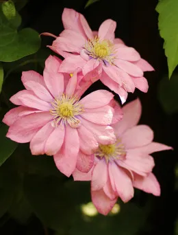 Clematis (Powojnik) Little Mermaid | DomiSad.pl