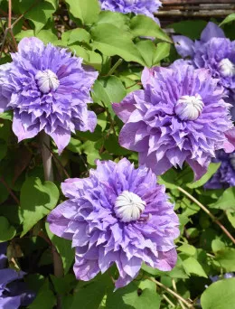 Clematis (Powojnik) Multi Blue | Sklep ogrodniczy DomiSad.p