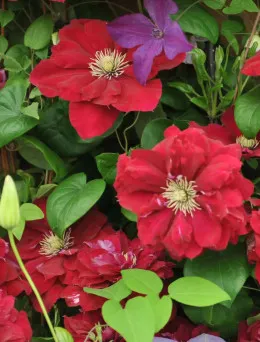 Clematis (Powojnik) Red Star | Sklep ogrodniczy DomiSad.pl