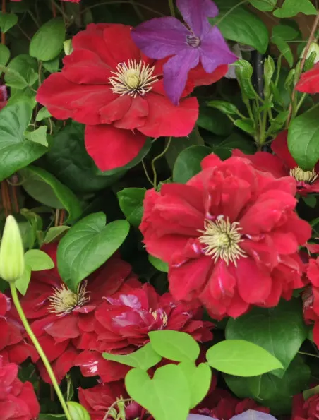 Clematis (Powojnik) Red Star | Sklep ogrodniczy DomiSad.pl