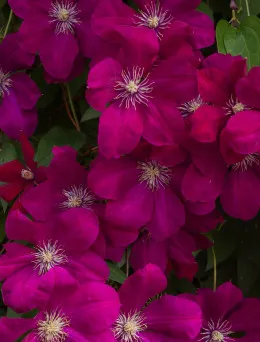 Clematis (Powojnik) Rouge Cardinal | DomiSad.pl
