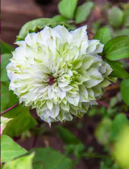 Clematis (Powojnik) Sen No Kaze | DomiSad.pl