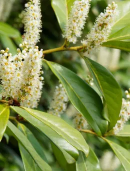 Laurowiśnia Wschodnia | Sklep ogrodniczy DomiSad.pl