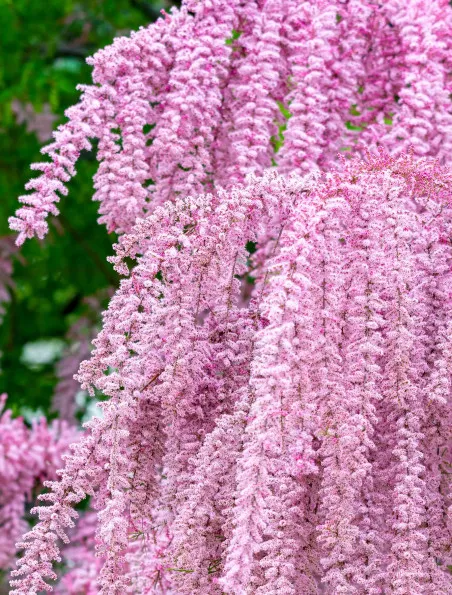 Tamaryszek - tamarix parviflora | Sklep ogrodniczy DomiSad.pl