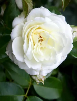 Róża wielkokwiatowa Biała | Sklep ogrodniczy DomiSad.pl