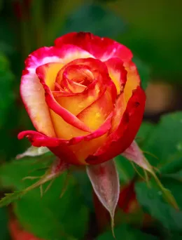 Róża wielkokwiatowa Czerwono Kremowa | DomiSad.pl