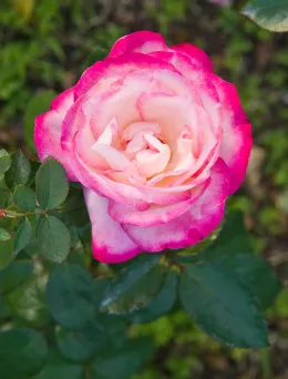 Róża wielkokwiatowa Maxim | Sklep ogrodniczy DomiSad.pl