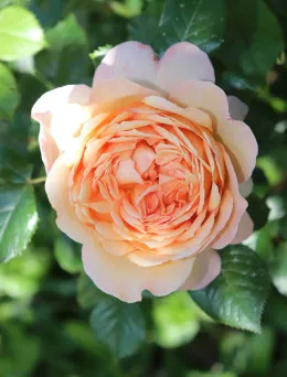 Róża wielkokwiatowa Capri | Sklep ogrodniczy DomiSad.pl