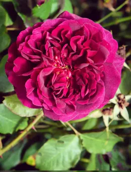 Róża wielkokwiatowa Ascot | Sklep ogrodniczy DomiSad.pl