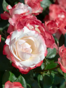 Róża wielkokwiatowa Nostalgie | Sklep ogrodniczy DomiSad.pl