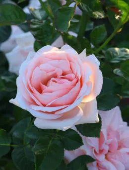 Róża wielkokwiatowa Aphrodite | Sklep ogrodniczy DomiSad.pl