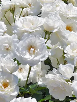 Róża pnąca Biała | Sklep ogrodniczy DomiSad.pl