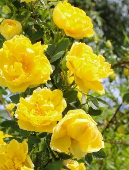 Róża pnąca Żółta | Sklep ogrodniczy DomiSad.pl