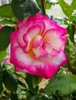 Róża pnąca Biało Różowa | Sklep ogrodniczy DomiSad.pl