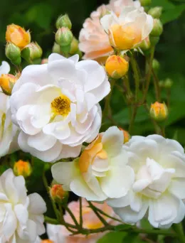 Róża pnąca Brzoskwiniowa | Sklep ogrodniczy DomiSad.pl