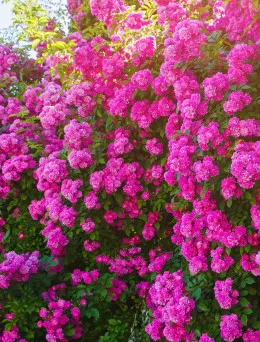 Róża pnąca Różowa | Sklep ogrodniczy DomiSad.pl