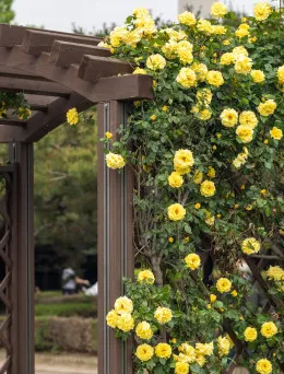 Róża pnąca Sommergold | Sklep ogrodniczy DomiSad.pl