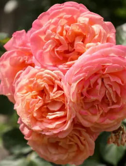 Róża pnąca Peach Melba | Sklep ogrodniczy DomiSad.pl