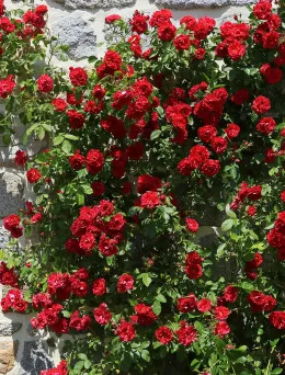 Róża pnąca Florentina | Sklep ogrodniczy DomiSad.pl