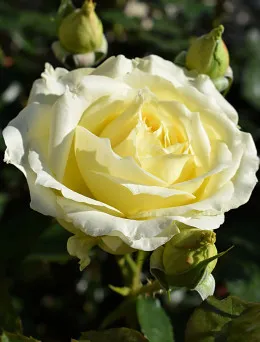 Róża pnąca Elfe | Sklep ogrodniczy DomiSad.pl