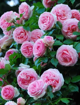 Róża pnąca Rosanna | Sklep ogrodniczy DomiSad.pl