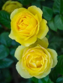 Róża bukietowa Żółta | Sklep ogrodniczy DomiSad.pl