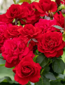 Róża bukietowa Czerwona | Sklep ogrodniczy DomiSad.pl