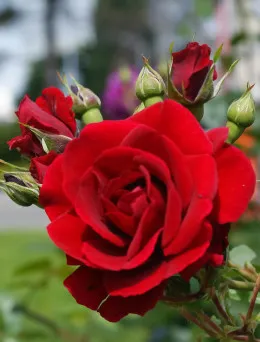 Róża bukietowa Bordowa | Sklep ogrodniczy DomiSad.pl