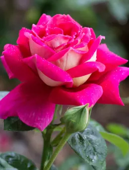 Róża bukietowa Schone Koblenzerin | DomiSad.pl